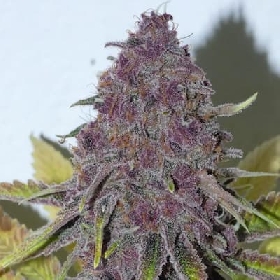 Forbidden Boof > Bask Triangle Farms